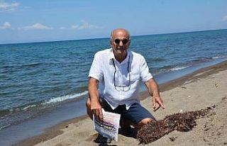 Marmara’da deniz salyası, İzmir’de Sargassum...