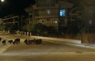 Marmaris’te domuzlar şehre indi