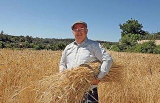 Menteşe’de ‘Karakılçık’ hasadı başladı