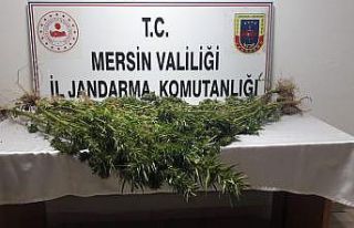 Mersin’de 351 kök kenevir bitkisi ele geçirildi