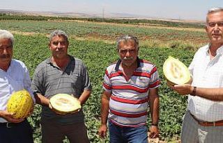 Mevsimin ilk Araban kavunu 25 gün erken yetişti