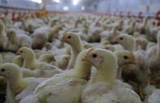 Milyonlarca hayvan diğer şehirlere gönderildi