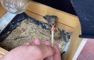 Minik kuşların yeni yuvası itfaiye oldu