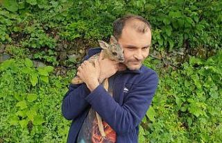 Minik yavruyu köpeklerin elinden kurtardı