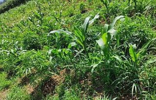 Mısır tarlasında 70 kök Hint keneviri ele geçirildi