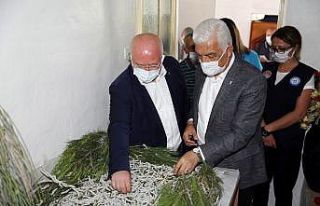 Muğla’da İpekböcekçiliği gelişiyor