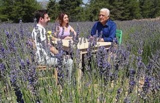 Muğla’da Lavanta sezonu açıldı