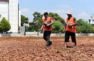Muratpaşa’da susam tarımı başladı