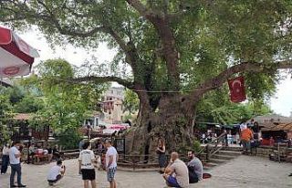 "Musa Ağacı"na ziyaretçi akını