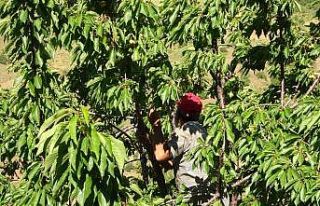 Muş’ta kiraz hasadı başladı