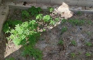 Muş’ta uyuşturucu operasyonu