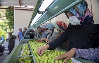 Mut’taki erik üreticisine ’boylama makinesi’...