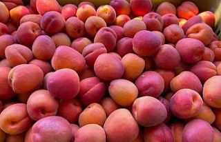 Mut’tan 80 bin ton kayısı ihraç edildi