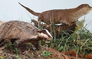 Nadir rastlanan yaban hayvanlarına tahnit uygulandı