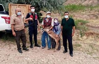 Nallıhan’da yavru ceylan köpeklerin elinden son...