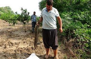 Narenciye bahçesinde balık topladılar