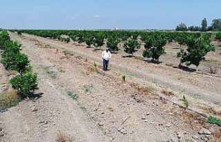 Narenciye bahçesindeki 108 ağacı baltayla kestiler
