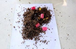 Narenciyenin kabusu "Akdeniz meyve sineği"...