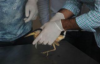 Nesli tükenmekte olan ’balaban kuşu’ yaralı...