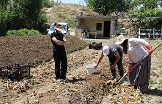 Nevşehir’de lale yumrusu hasadı başladı