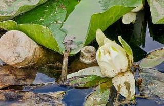 Nilüfer çiçeği ve Nilüfer Gölü yok olmakla...