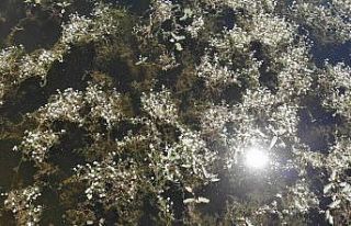 Nilüferleriyle ünlü göl, papatya tarlalarıyla...