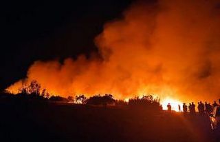 Nizip’te orman yangını