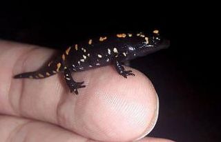 O ilde Türk semenderi görüldü
