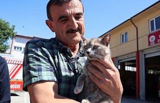 Öfkeli kedi annesi ile buluştu