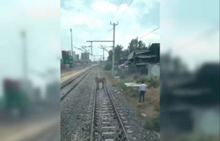 Ölüme terk edilen atı makinistler kurtardı