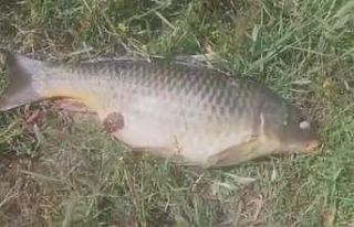 Ömerli barajında balık ölümleri korkuttu