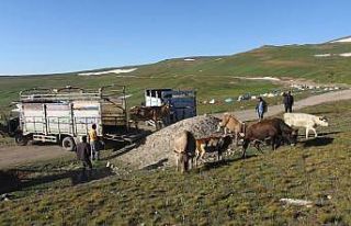 Onlarca büyükbaş hayvanı kamyonlarla yaylalara...