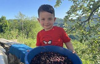 Ordu’da dut pekmezi zamanı