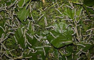 Ordu’da ipekböcekçiliği başladı