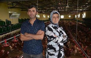 Organik yumurta üretimi yapan karı-koca, ihracata...