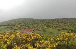 Orman gülleri yaylaları renklendiriyor