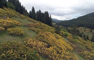 Orman gülleri yaylaların güzelliğini arttırdı