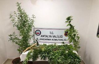 Ormana ektiği kenevirlere bakım yaparken suçüstü...