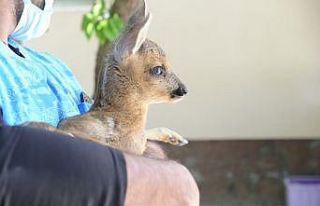 Ormanlık alanda bulunan yavru karacaya çocuk gibi...