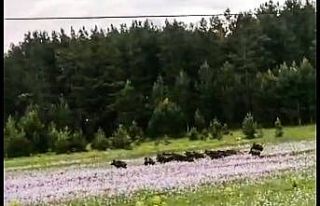 Ormanlık alanda domuz sürüsü böyle görüntülendi