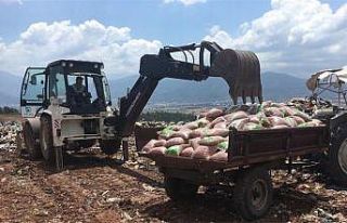 Osmaniye’de bin 175 kilo kavrulmuş fıstık imha...
