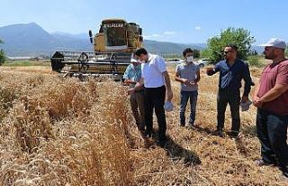 Osmaniye’de "Hüseyin Bey" buğday çeşidinin...