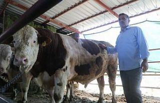 Otomobil fiyatına satılan tonluk kurbanlıklar görücüye...