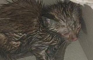 Otomobilin içinden kurtardıkları kediyi sahiplendiler