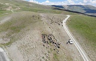 Ovadaki besiciler yaylalara çıkmaya başladı