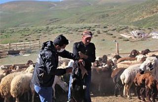 (Özel) 2 bin 300 rakımlı yaylalarda kene ile mücadele