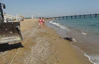 (Özel) Açıkta bulunan ölü yunus balığı sahile...