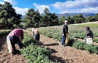 (Özel) Afyonkarahisar’da yağlık gül hasadı...