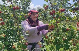 (Özel) Ahududu hasadı üreticinin yüzünü güldürdü