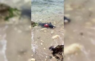 (Özel) Arnavutköy’de ölü yunus kıyıya vurdu